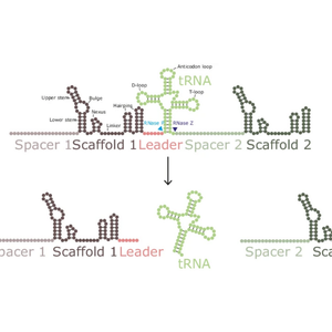 Schematic of the dual guide system